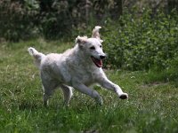 Puppys van Bliss040622-0006